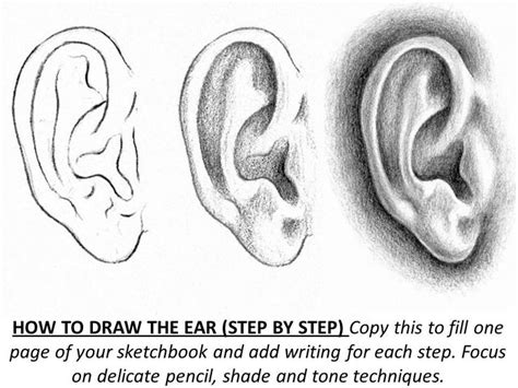 The Science of Ear Grooming: Understanding the Biology Behind It